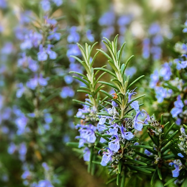 Biberiye Nerede Kullanılır? Biberiye Hangi Yemeklerde Kullanılır