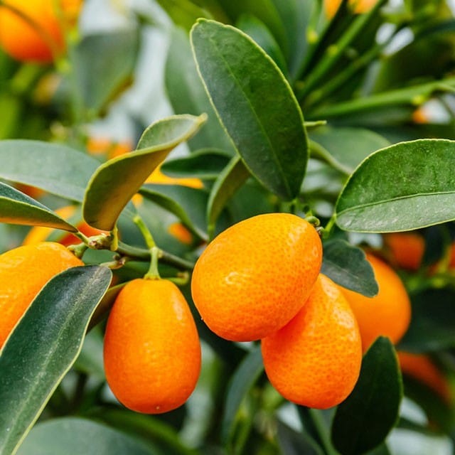 Kumkuat Nedir? Kumkuat (Kamkat) Meyvesinin Faydaları