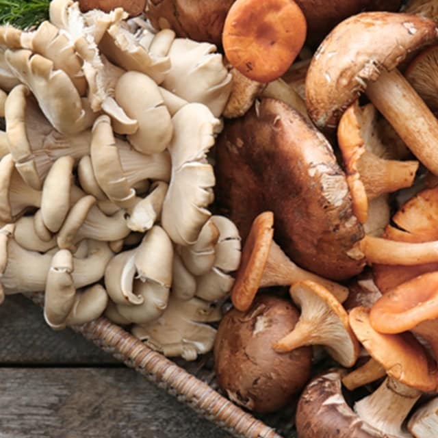 Mantar Çeşitleri Nelerdir? Yenilebilir Mantar Çeşitleri