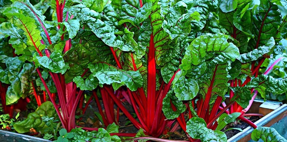 Anavatandan gelen Superfood