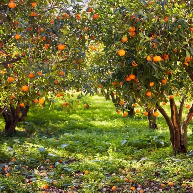 Coğrafi İşaret Nedir? Coğrafi İşaretli Ürünler Nelerdir?